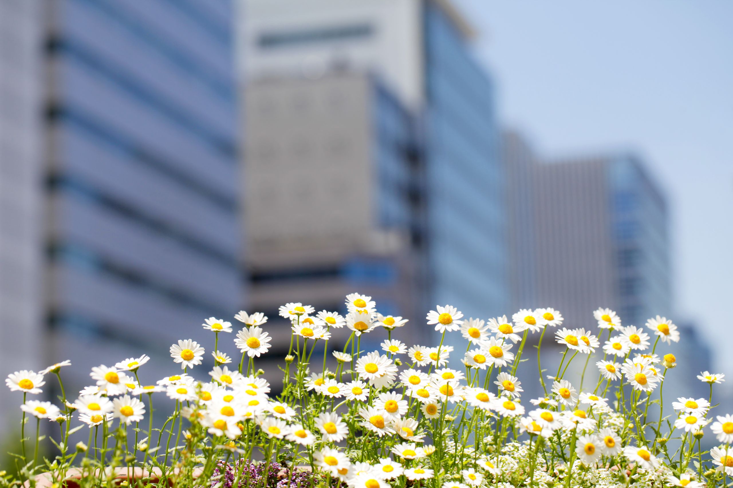 Photo of some daisies in the foreground with a cityscape in the background