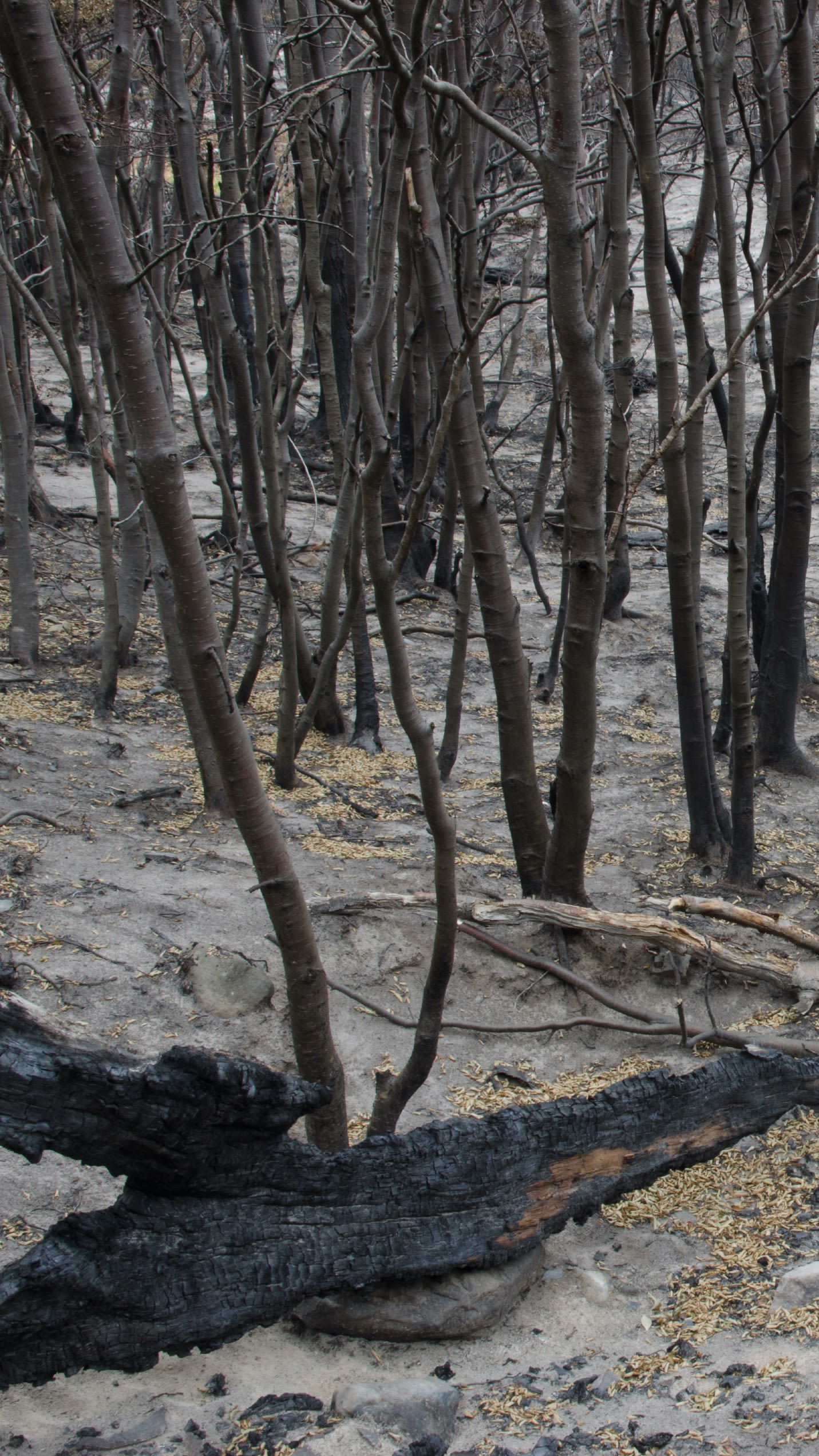 Forest covered in ash after a forest fire