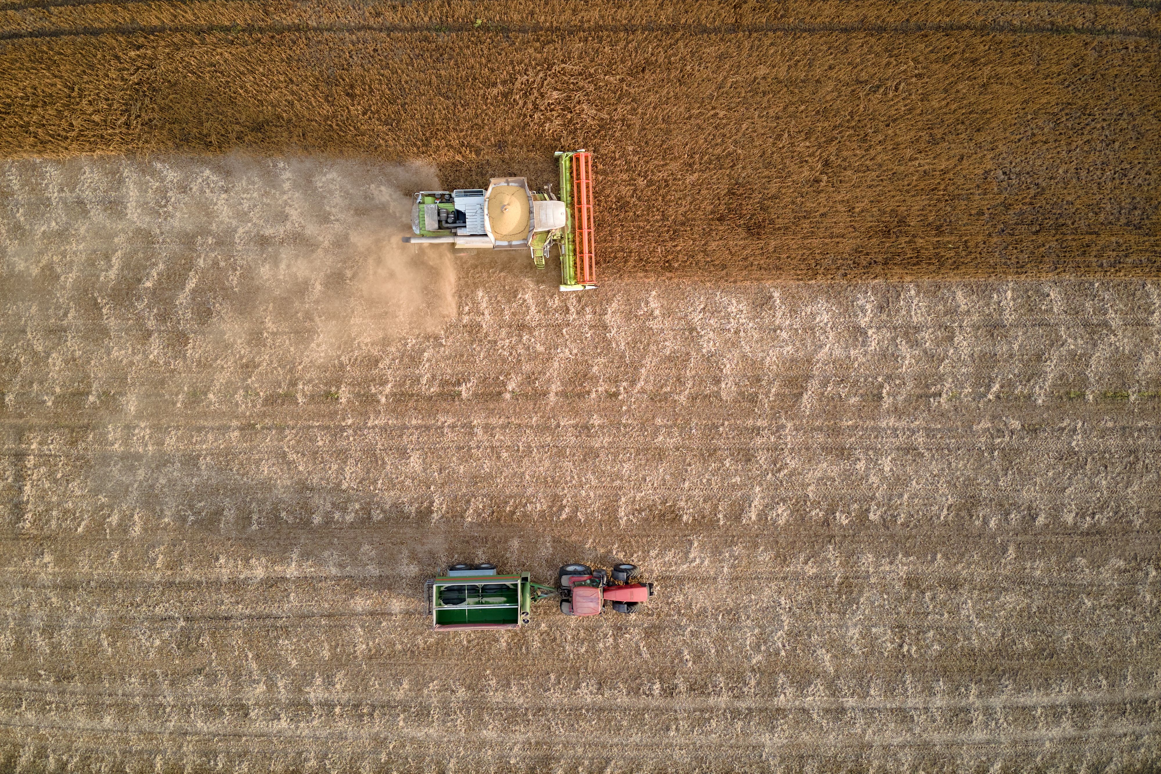 Image of a combine harvester and tractor working on a field of wheat. 