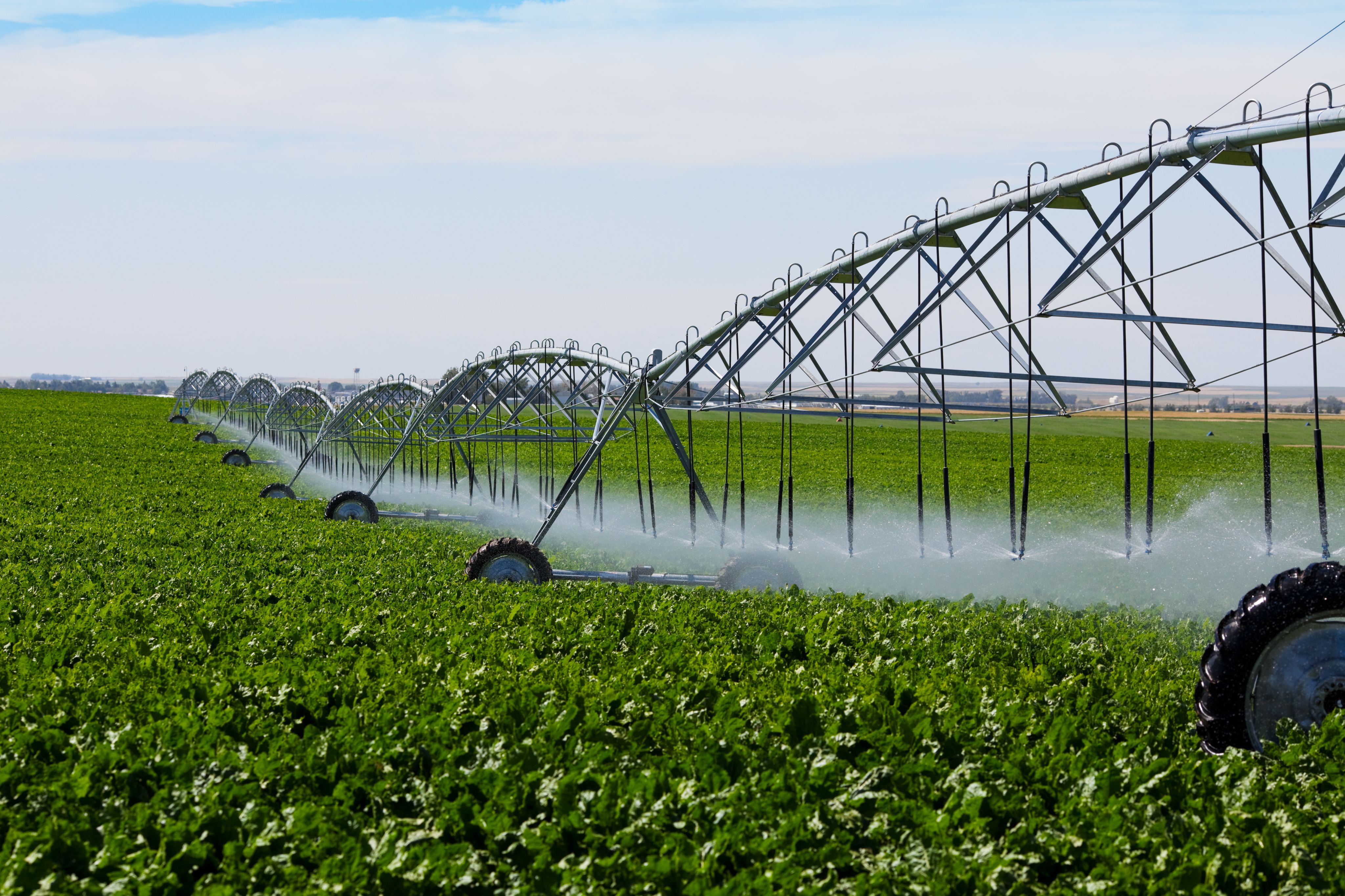 An irrigation pivot watering a field of turnips.