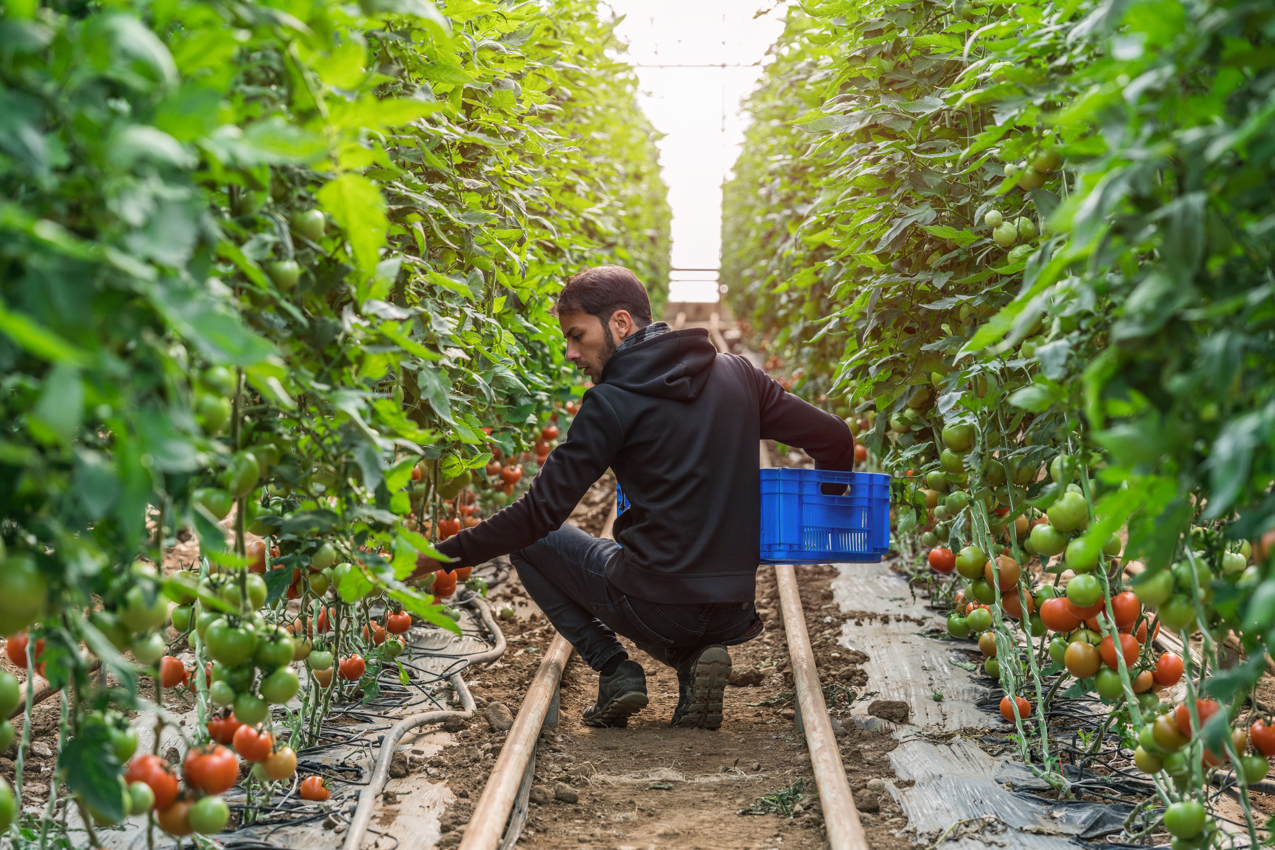 Tomatoes growing in a greenhouse.