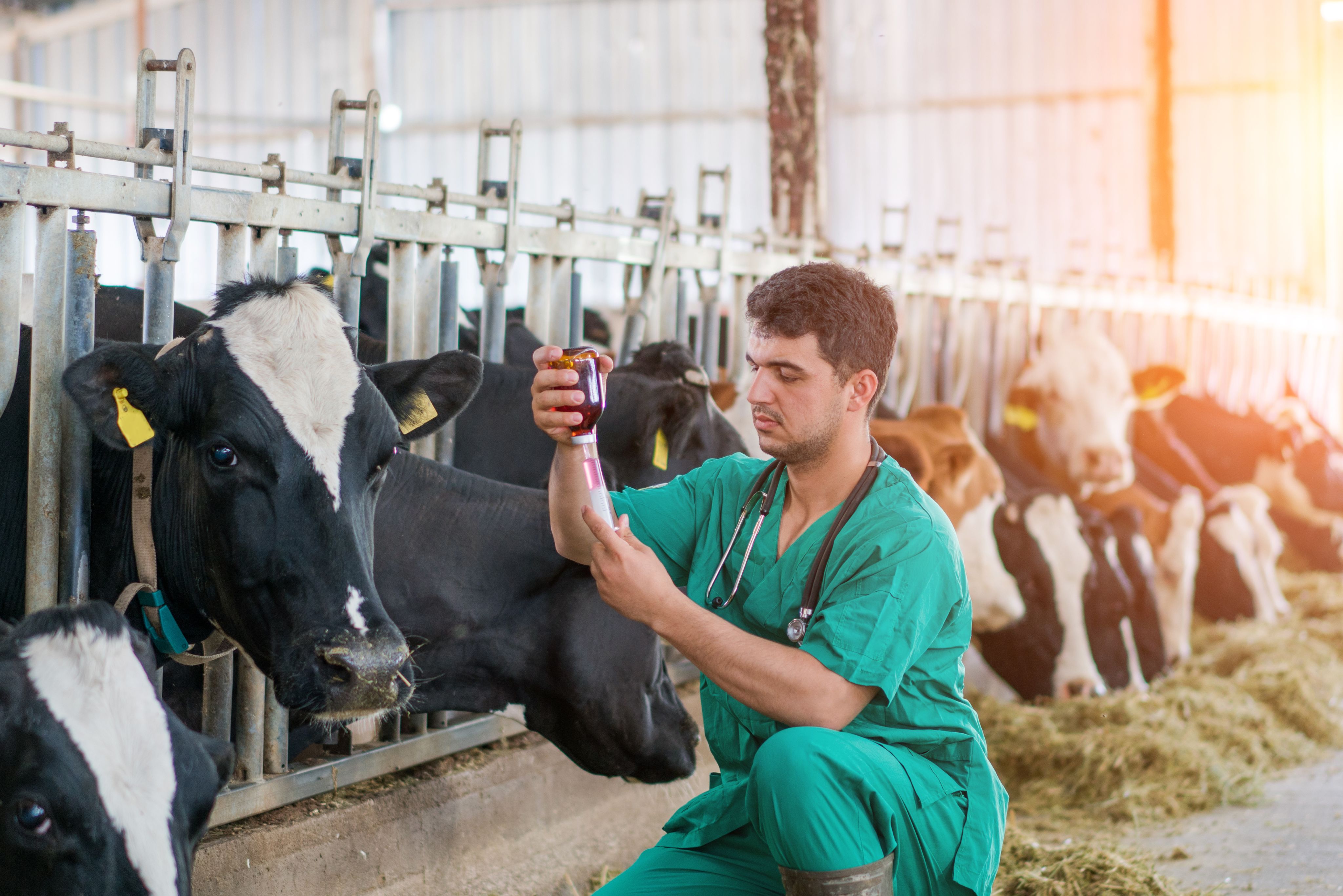 Vet Injection for cow.