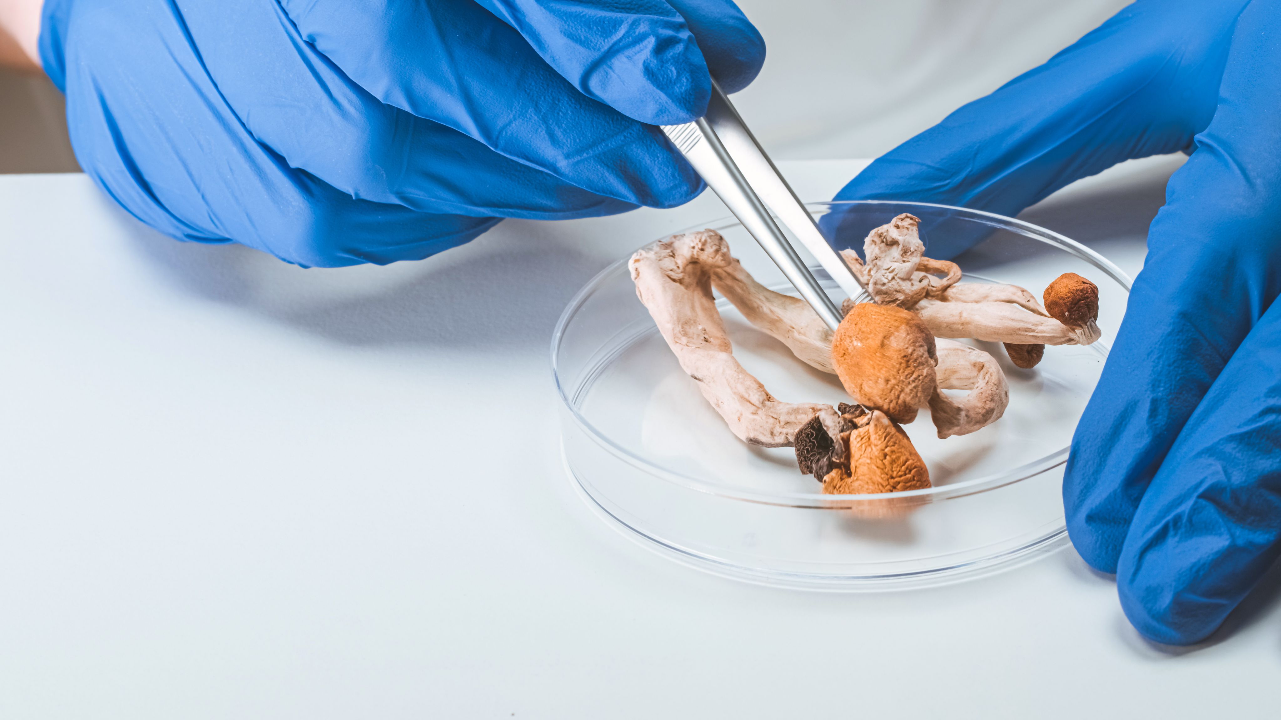 Dried mushrooms in a petri dish