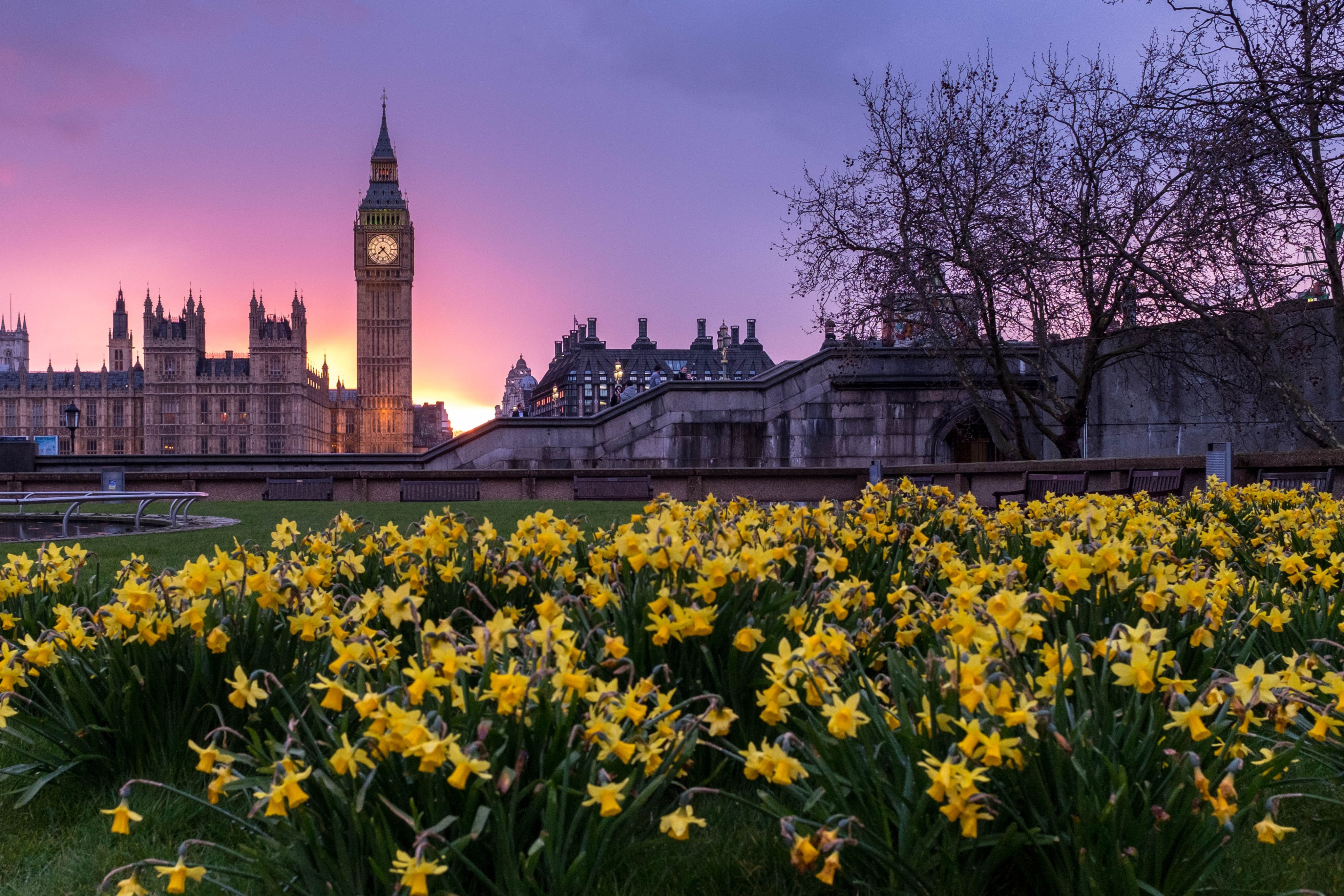 UK Parliament and yellow flowers